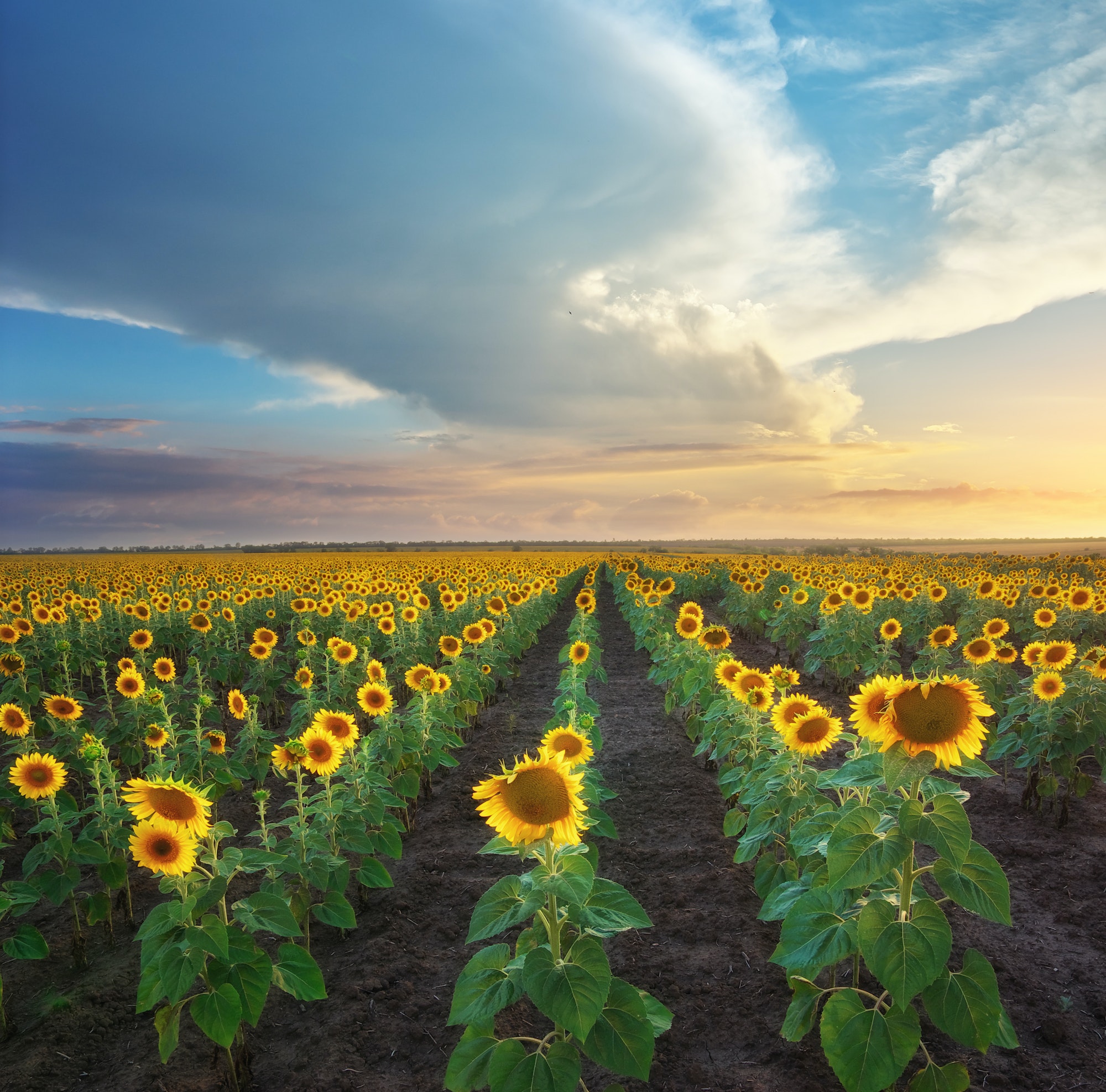 Field of sunflowers.